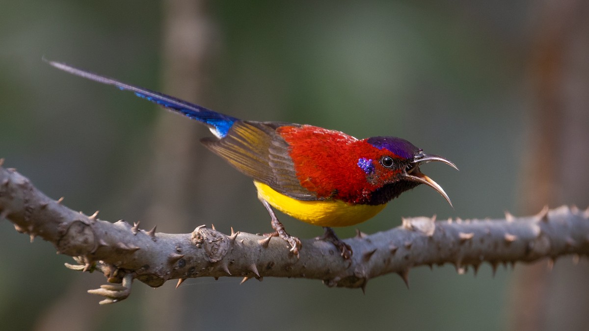 Mrs. Gould's Sunbird (Yellow-breasted) - ML564761931