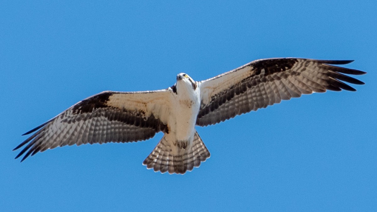 Osprey - ML564762261