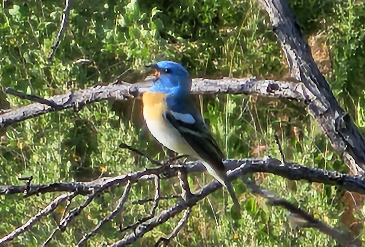 papežík lazurový - ML564762901