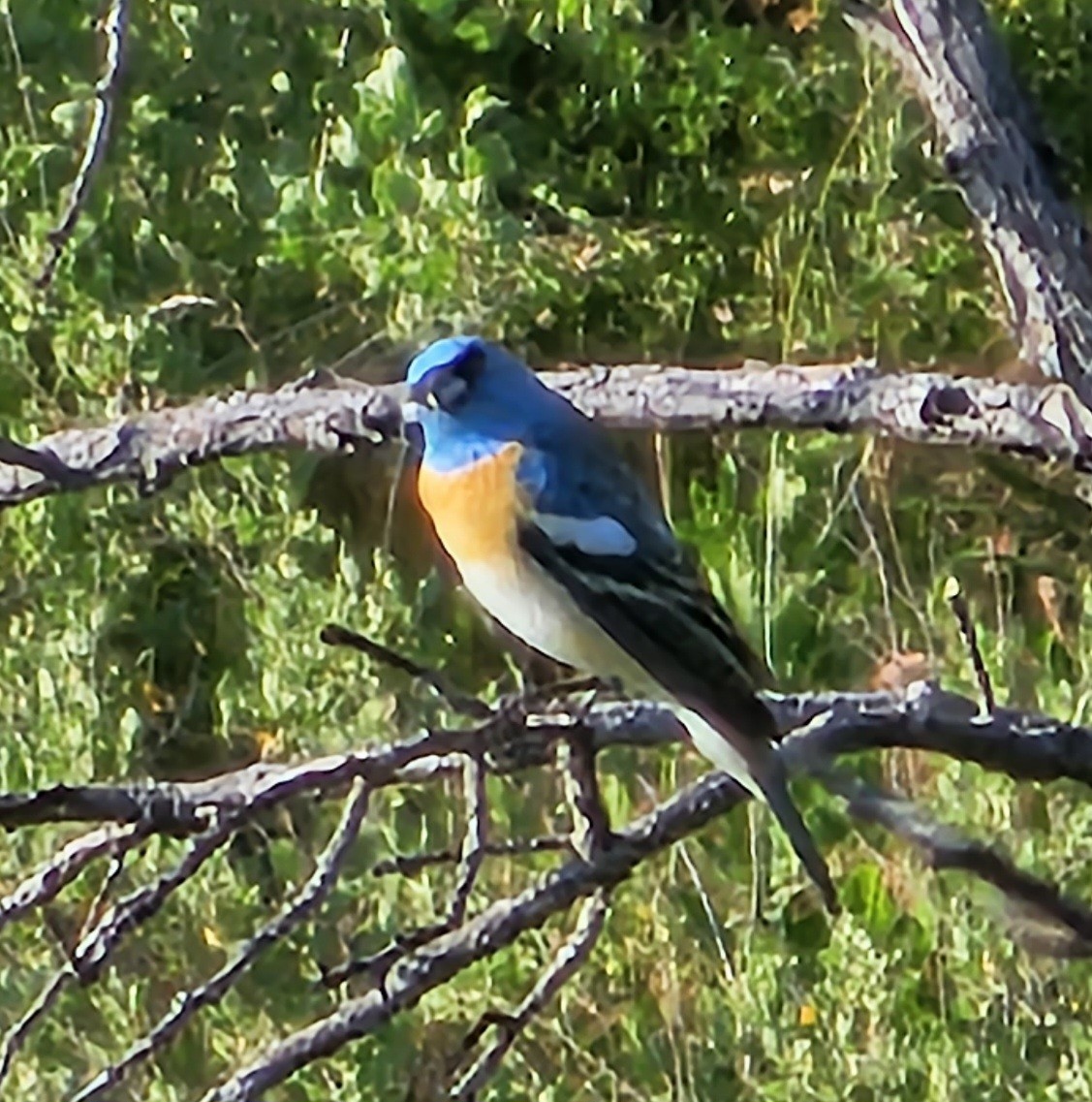 papežík lazurový - ML564762911