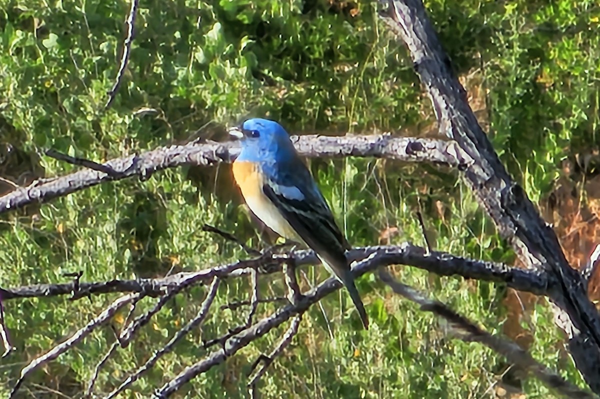 papežík lazurový - ML564762921