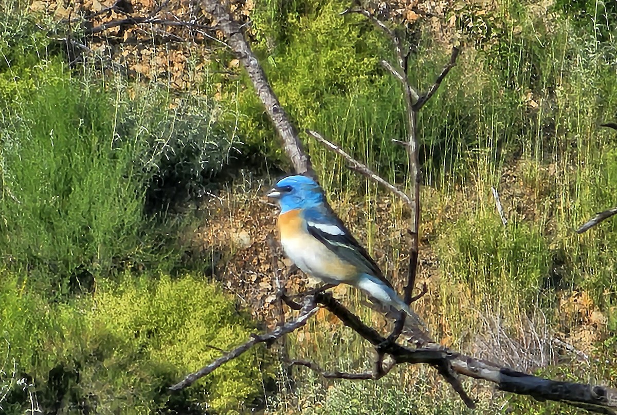 papežík lazurový - ML564762931