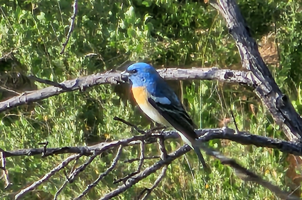 papežík lazurový - ML564762941