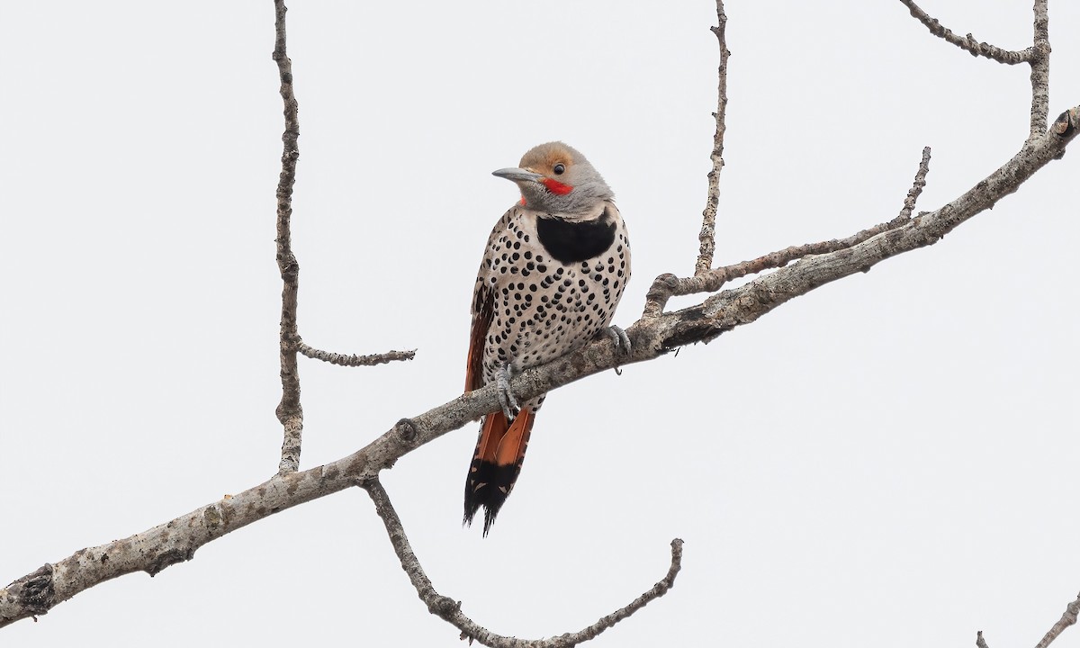 Northern Flicker - ML564763701