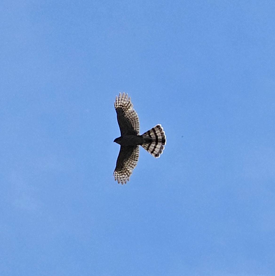 jestřáb americký - ML564764041