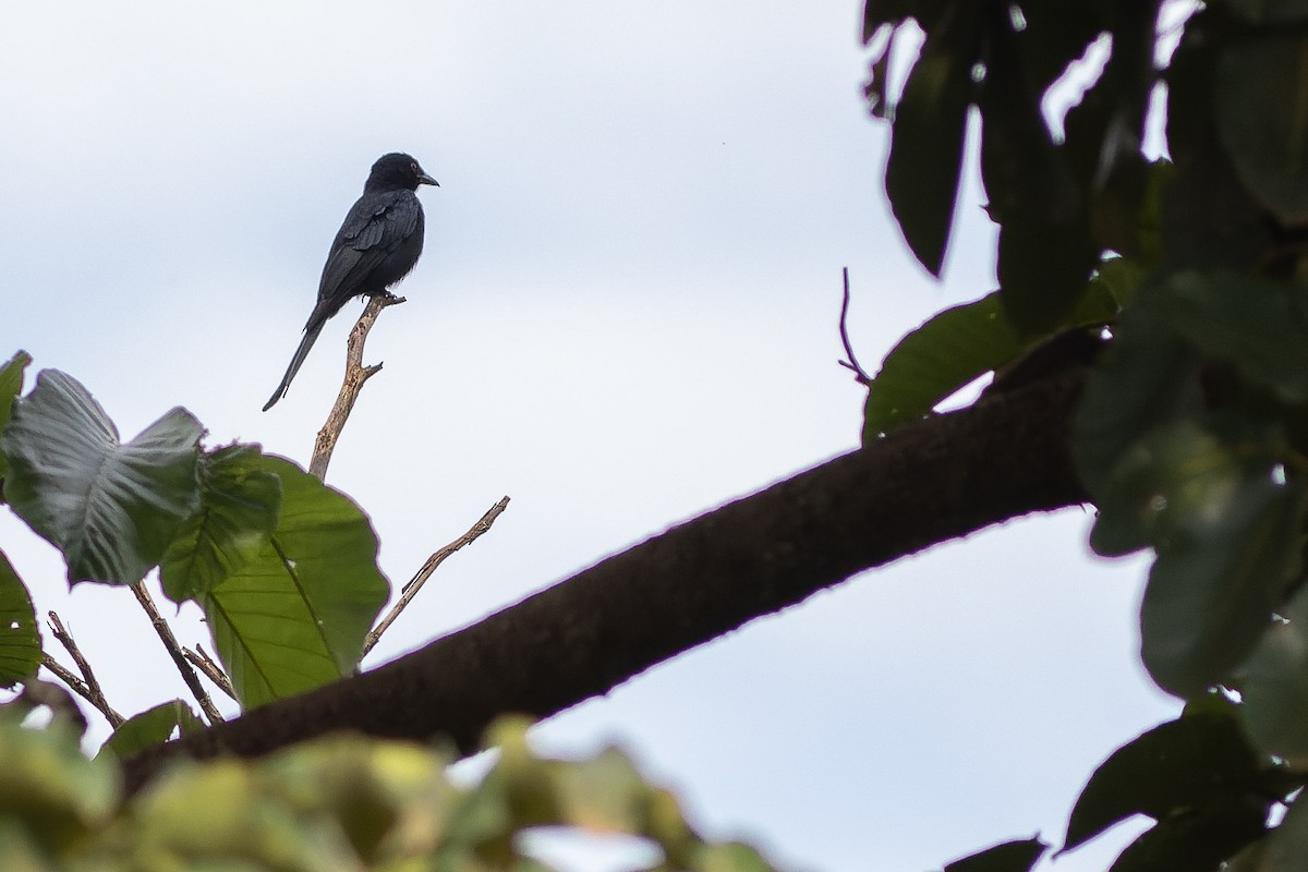 Drongo Ahorquillado (divaricatus/lugubris) - ML564765411