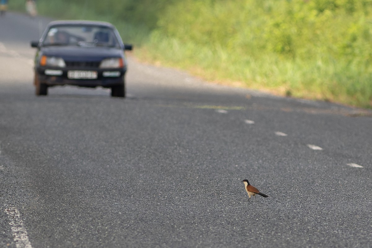 Senegal Coucal - ML564765671