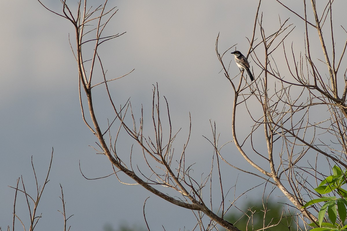 Northern Puffback - ML564766021