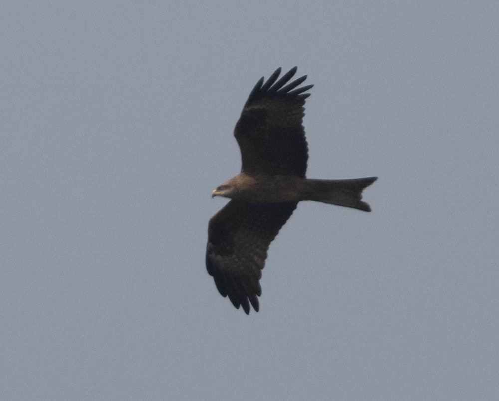 Black Kite - Lindy Fung