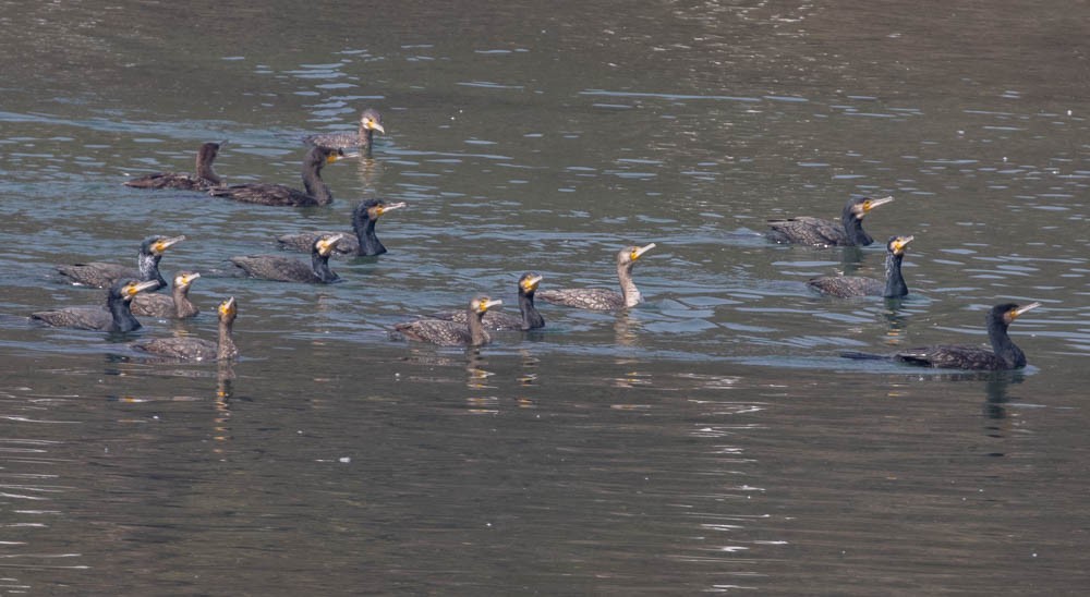 Great Cormorant - ML564766161