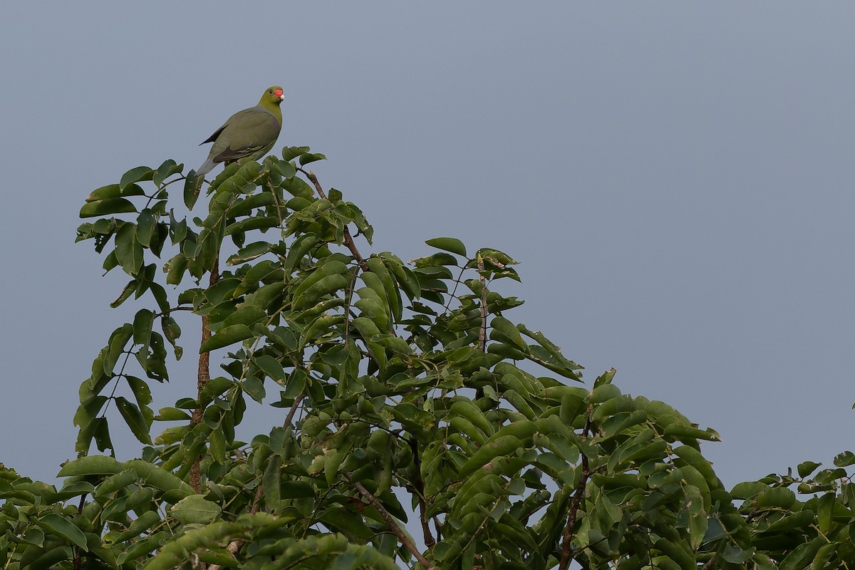 holub africký [skupina calvus] - ML564766191