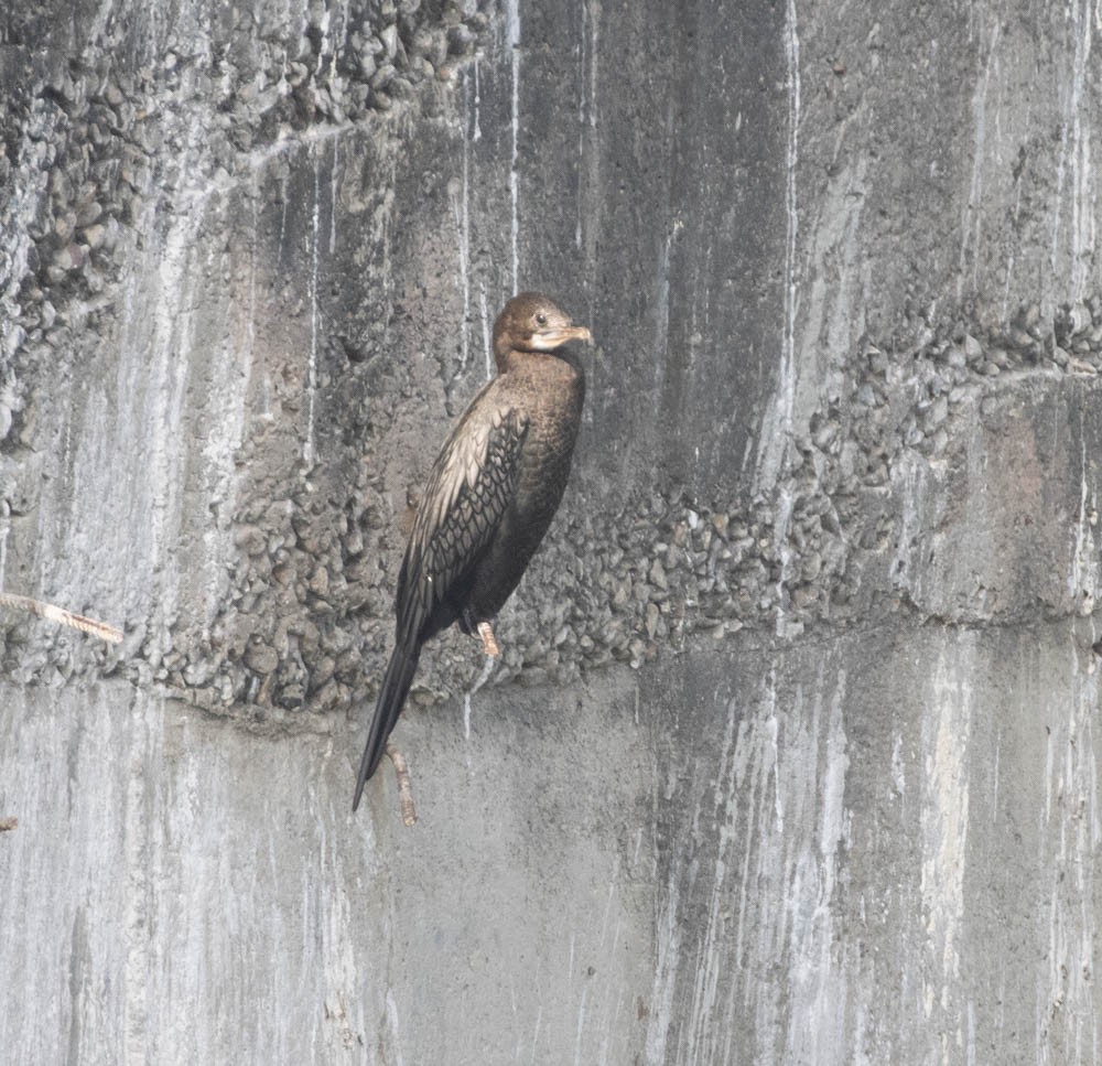 Little Cormorant - ML564766341