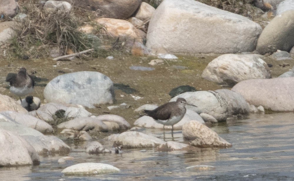 Green Sandpiper - ML564766411