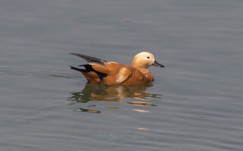 Ruddy Shelduck - ML564766591