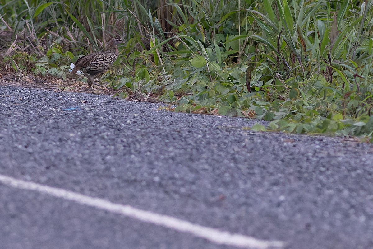 Double-spurred Spurfowl - ML564766661