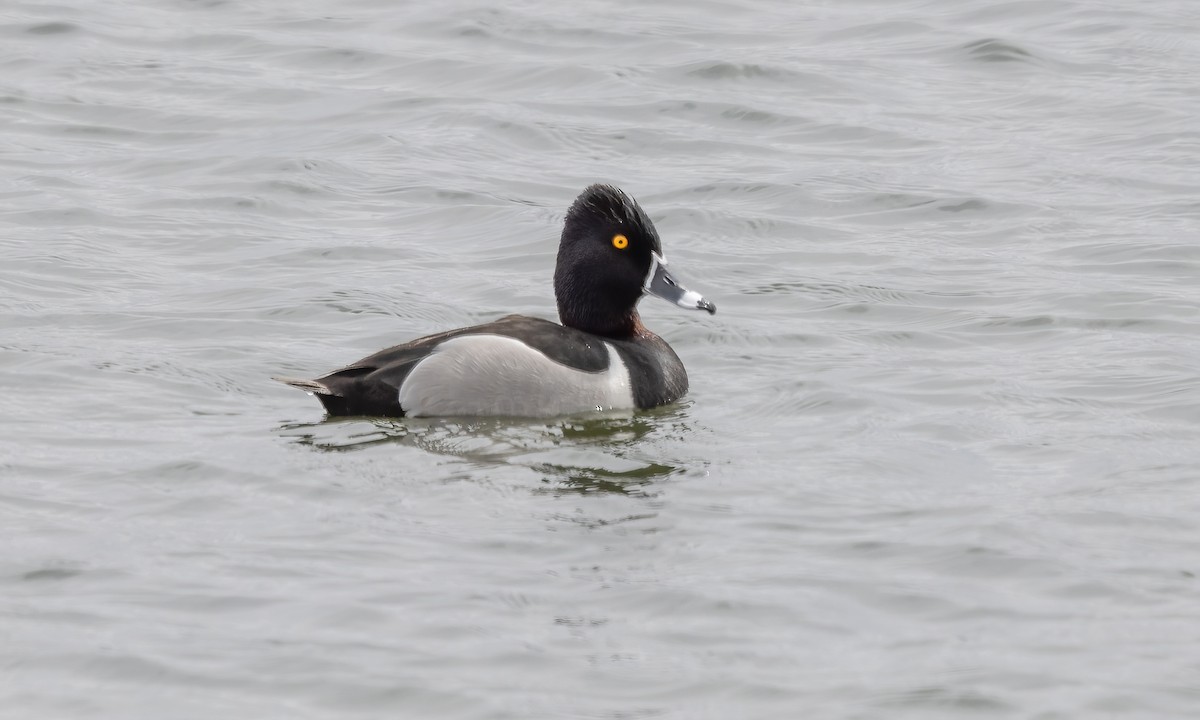 Ring-necked Duck - ML564766951