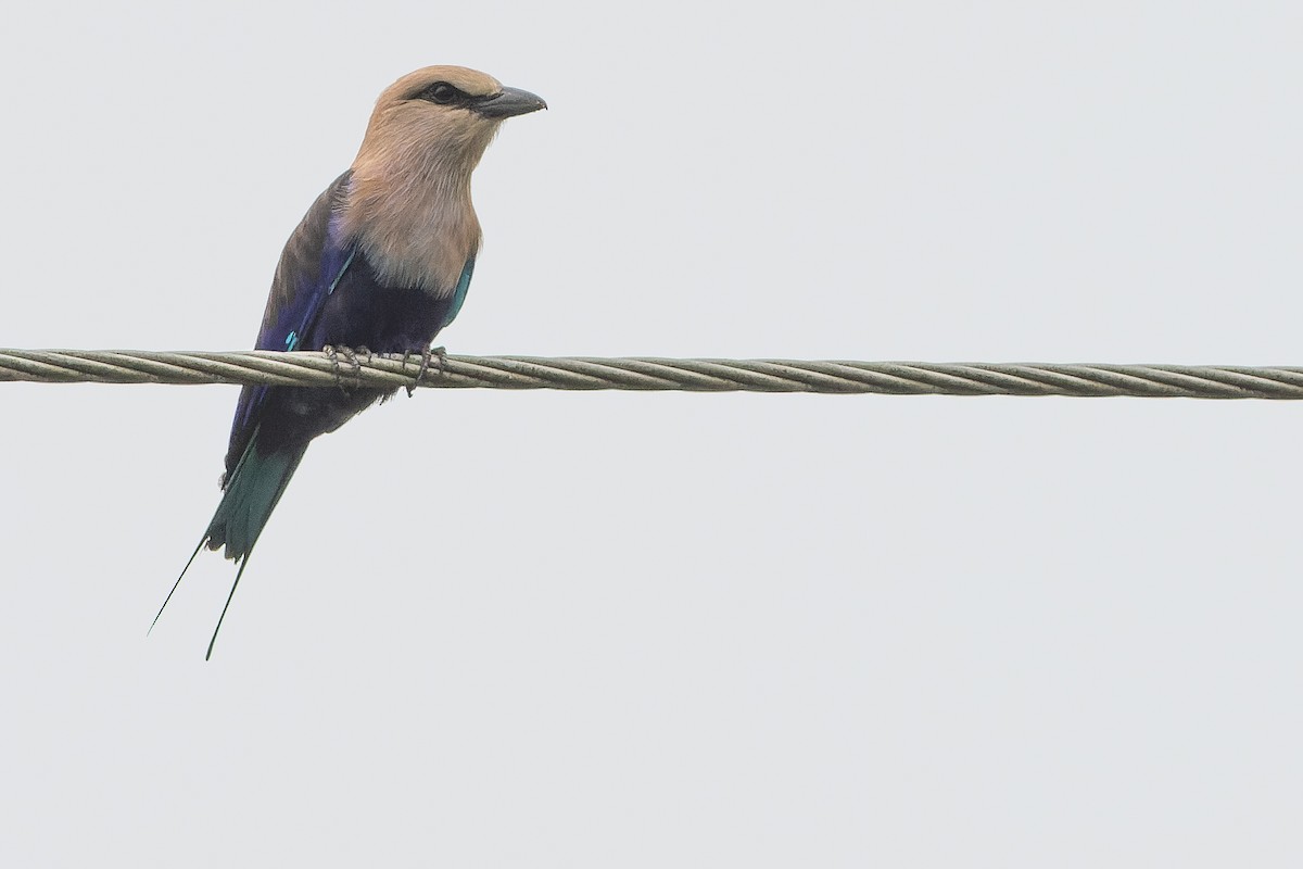 Blue-bellied Roller - ML564766961