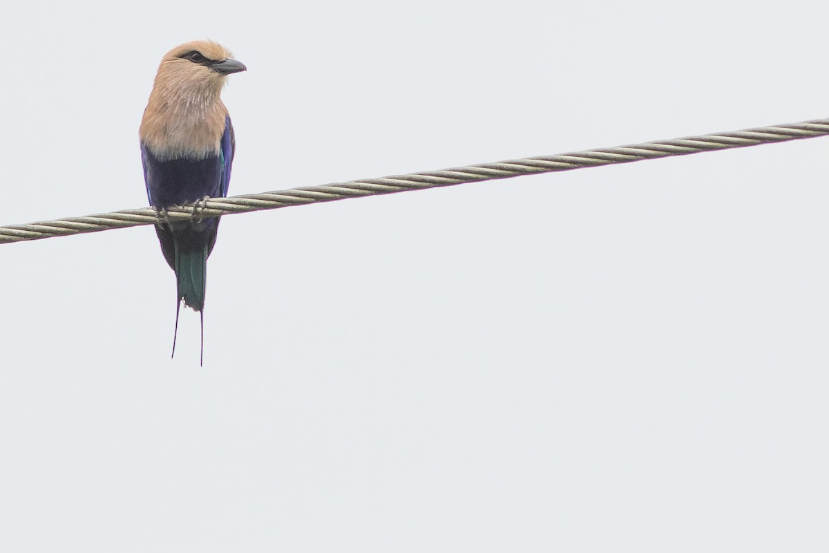 Blue-bellied Roller - Joachim Bertrands