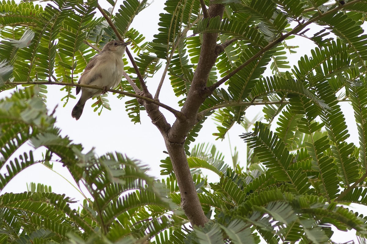 Tawny-flanked Prinia - ML564767081