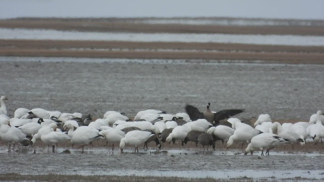 Snow Goose - ML564767481