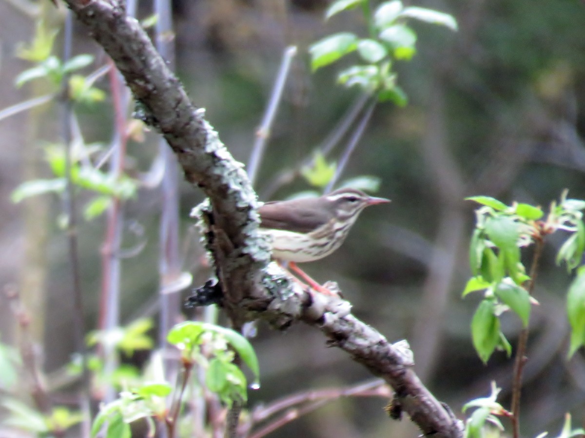 Louisiana Waterthrush - ML56476841