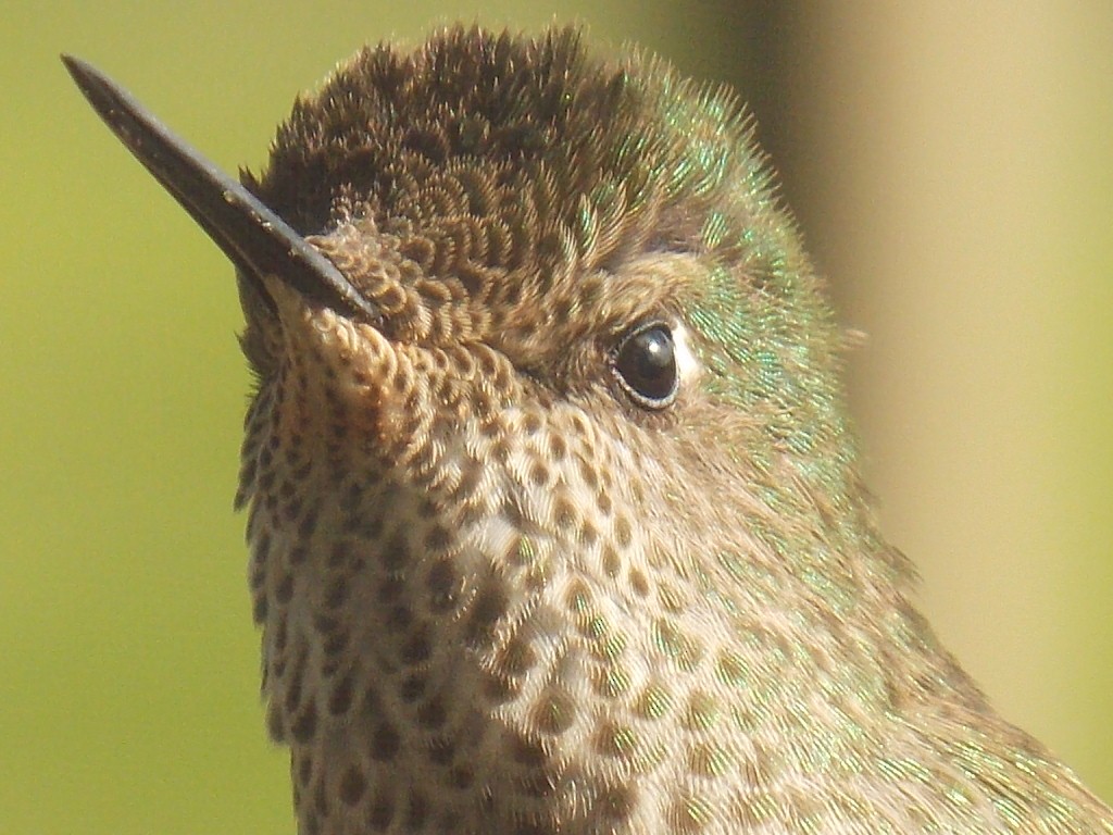 Colibrí Austral - ML56476851