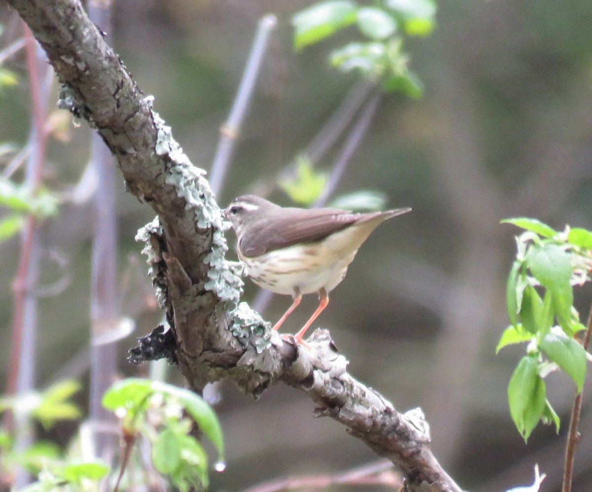 Louisiana Waterthrush - ML56476871