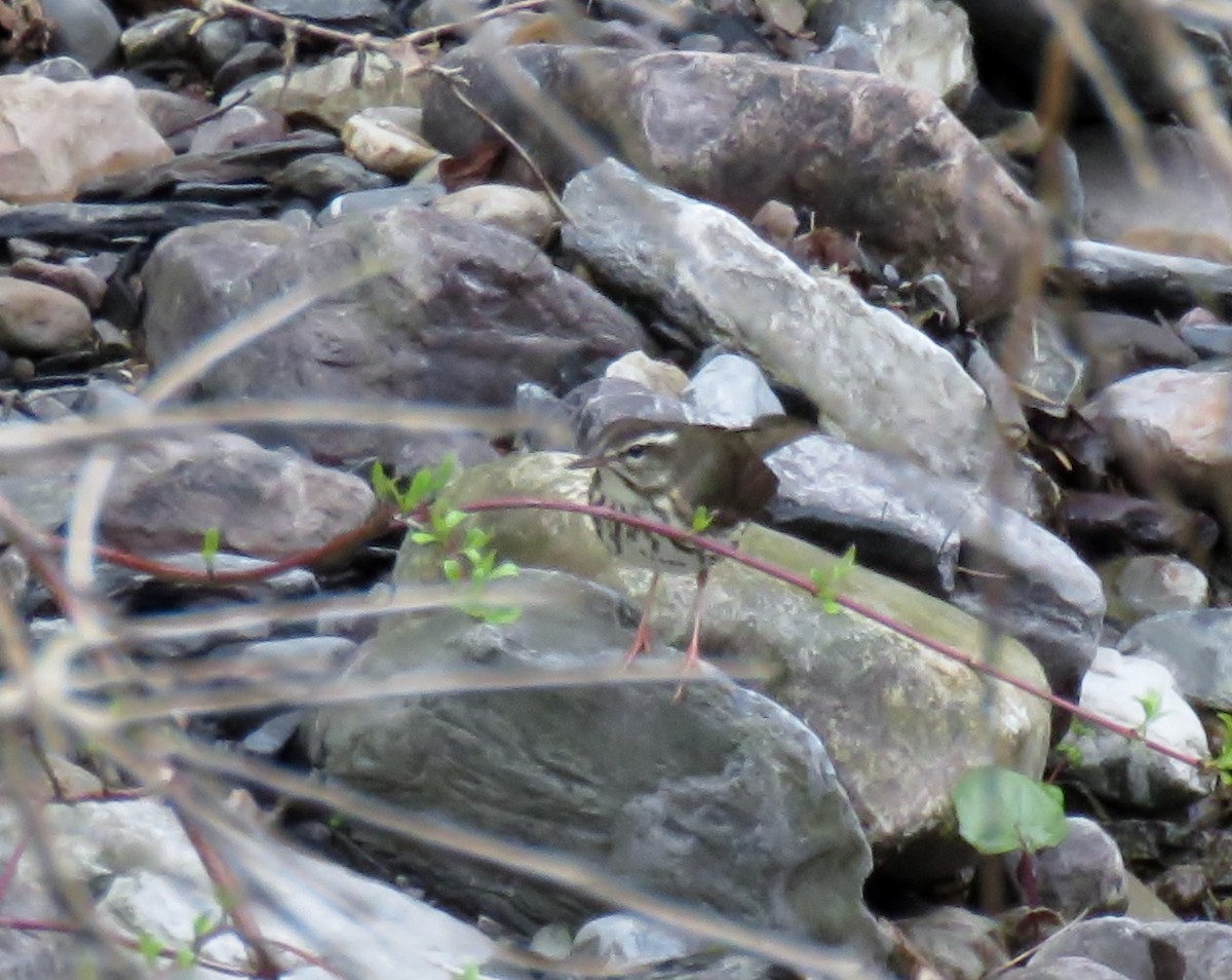 Louisiana Waterthrush - ML56476901