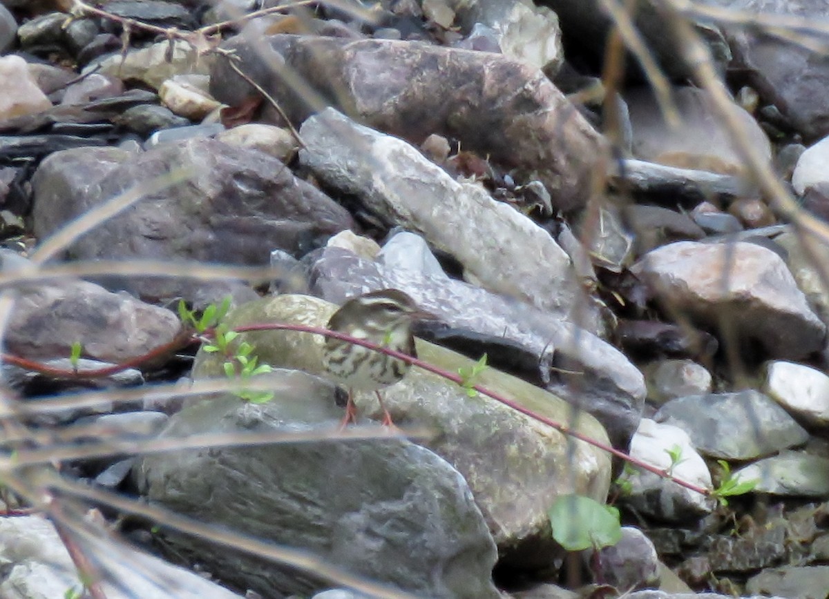 Louisiana Waterthrush - ML56476921