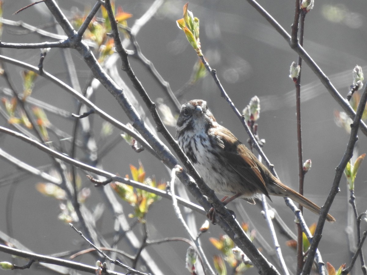 Song Sparrow - ML564770341