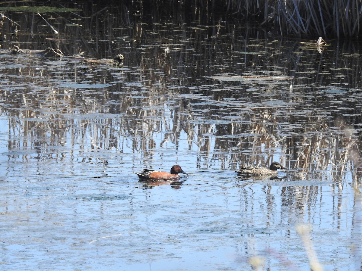 Cinnamon Teal - ML564770391