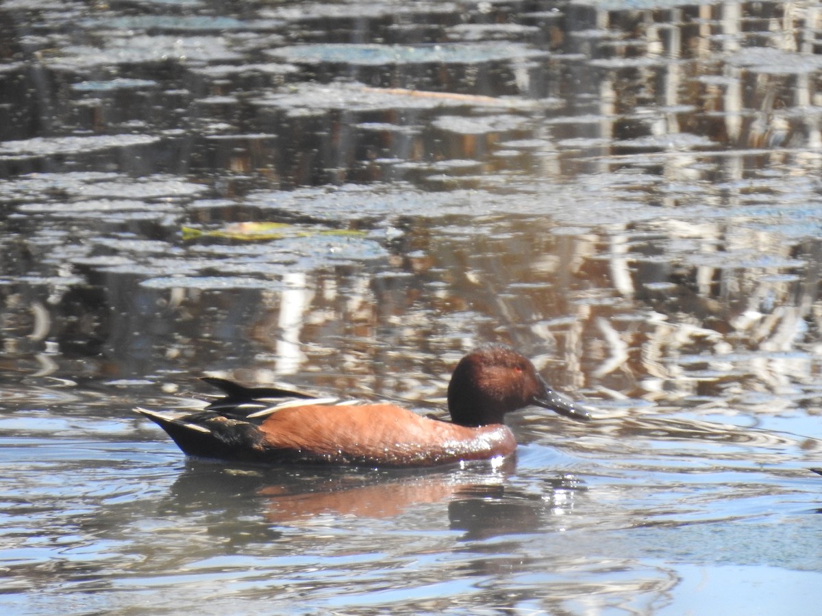 Cinnamon Teal - ML564770431