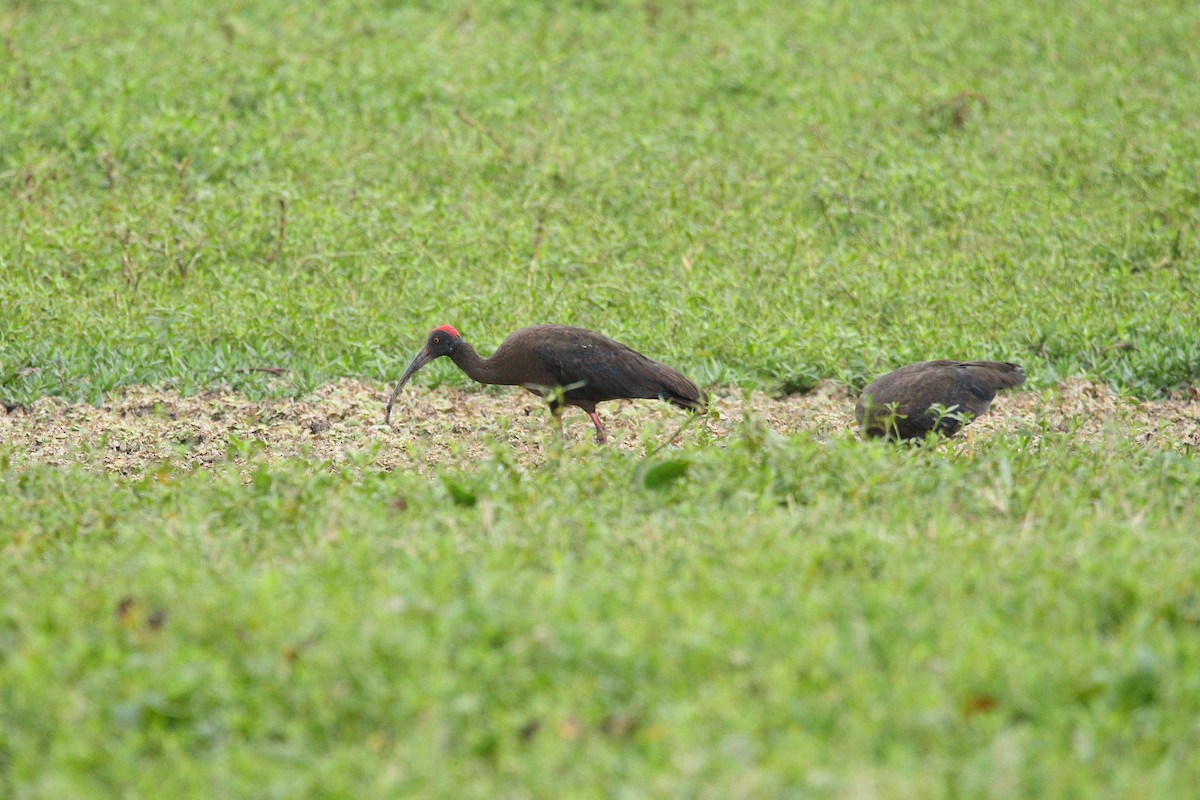 Red-naped Ibis - ML564771181