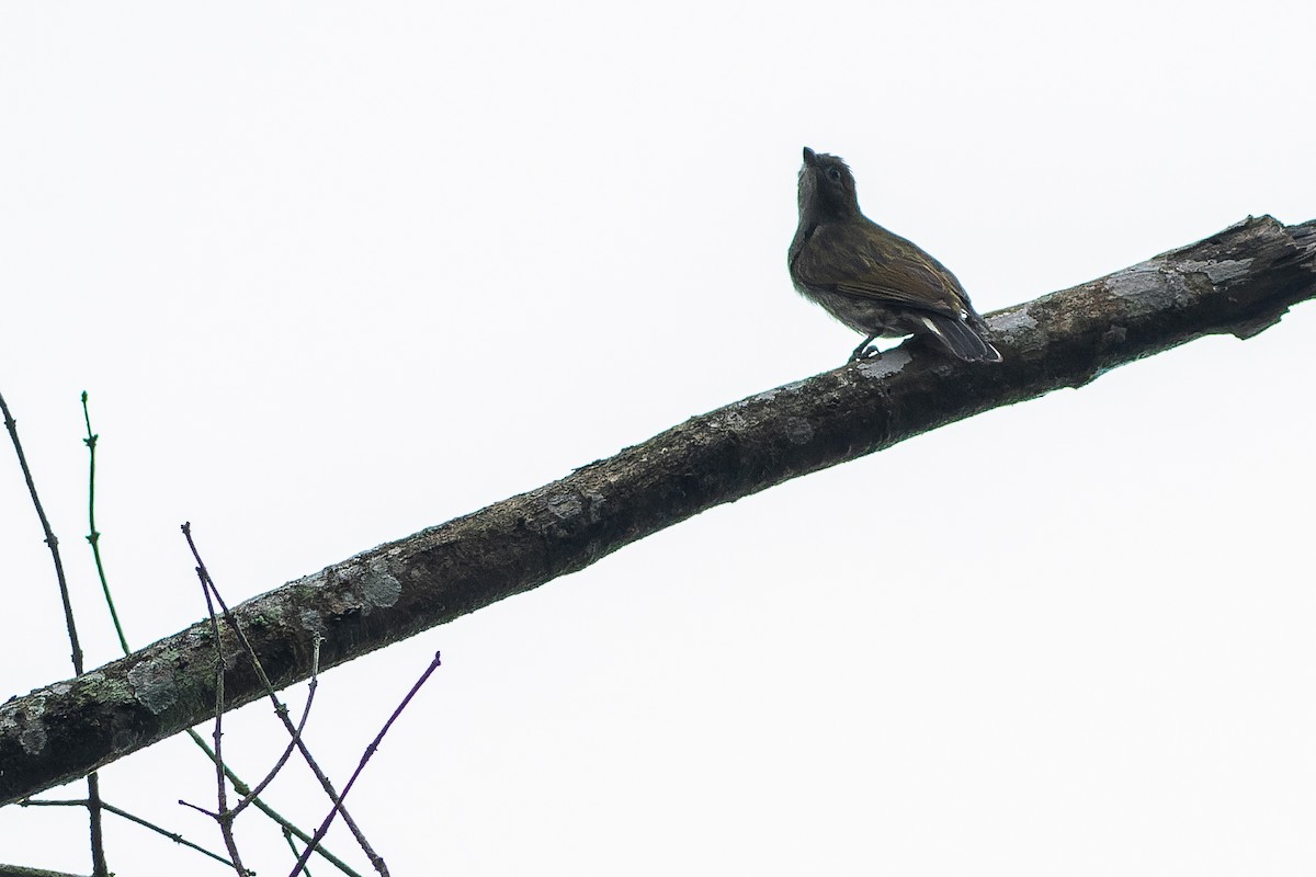 Willcocks's Honeyguide - ML564771191