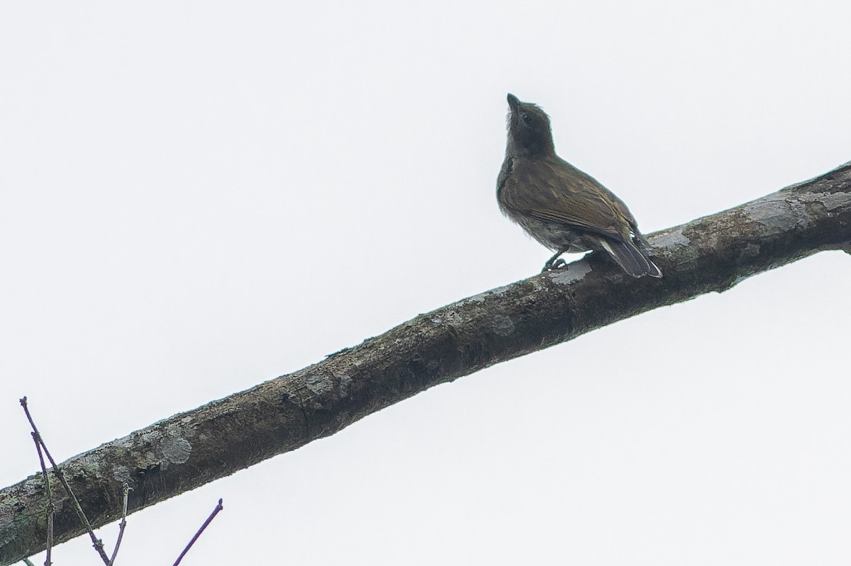 Willcocks's Honeyguide - ML564771211