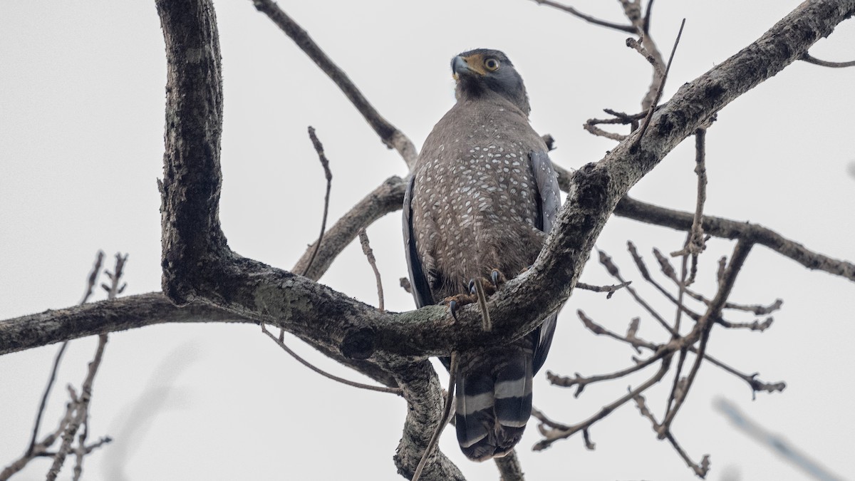 Crested Serpent-Eagle - ML564773131