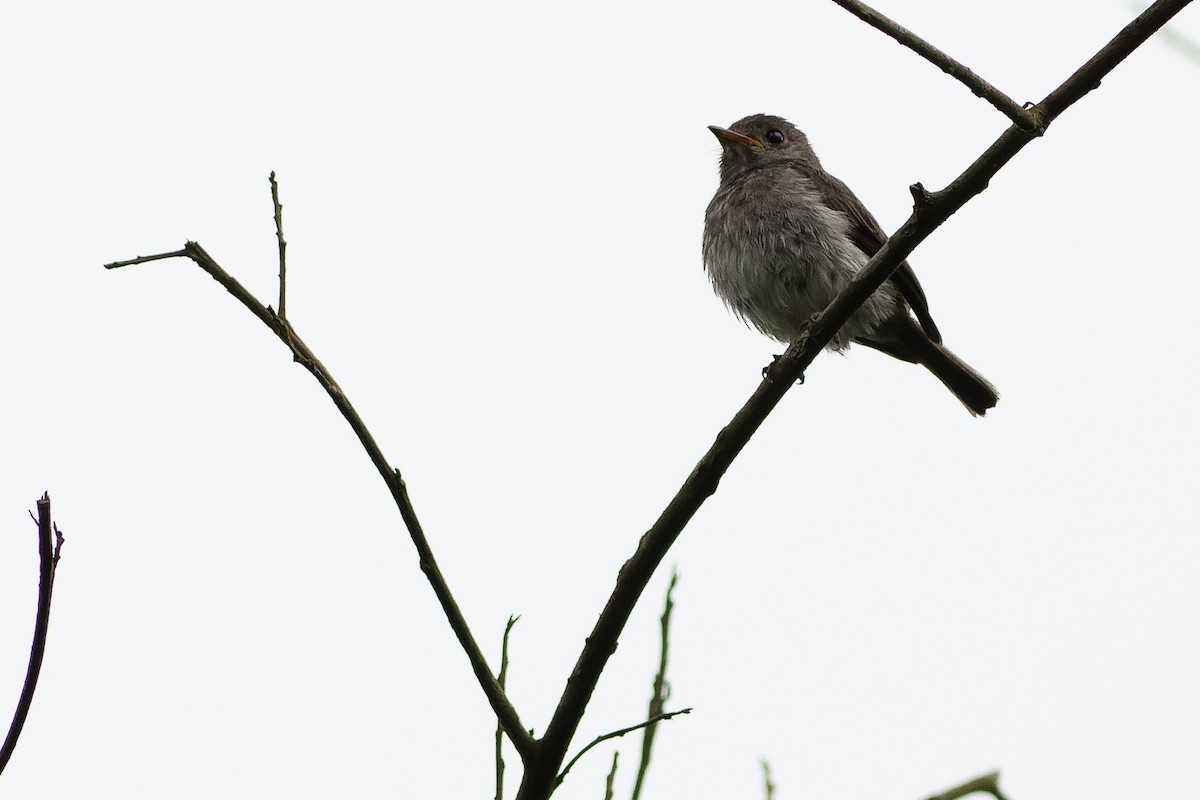 Little Flycatcher - Joachim Bertrands