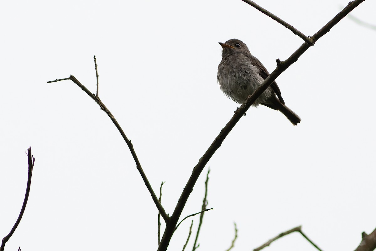 Little Flycatcher - ML564773181