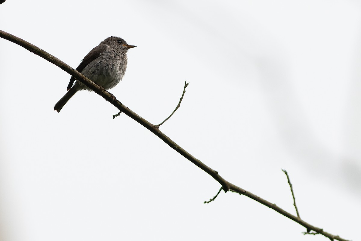 Little Flycatcher - ML564773211