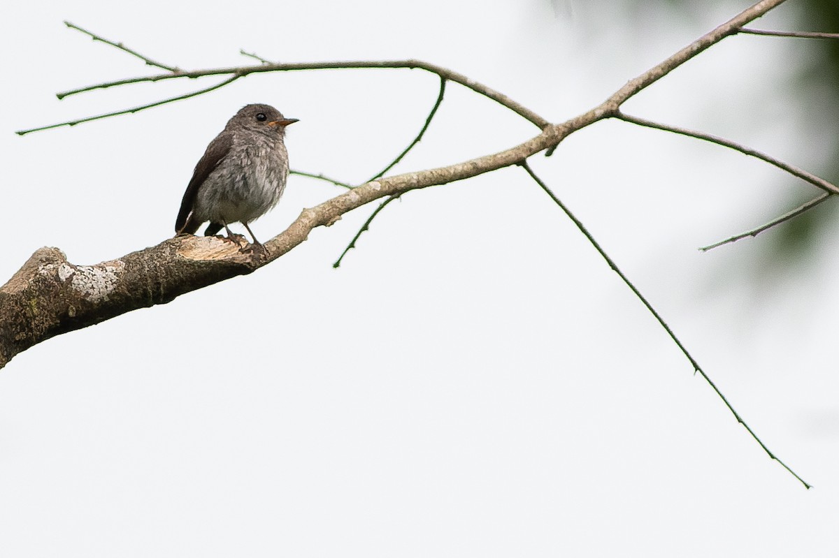 Little Flycatcher - ML564773221