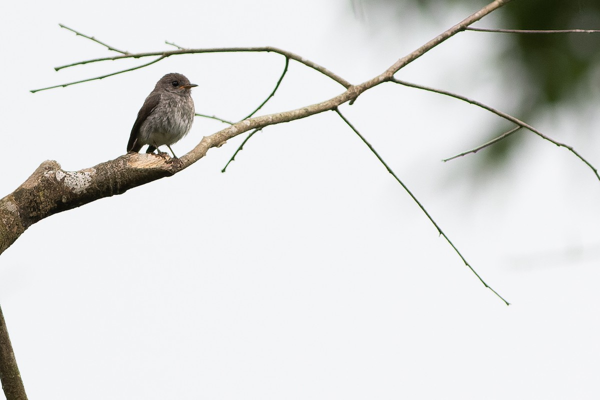 Little Flycatcher - ML564773231