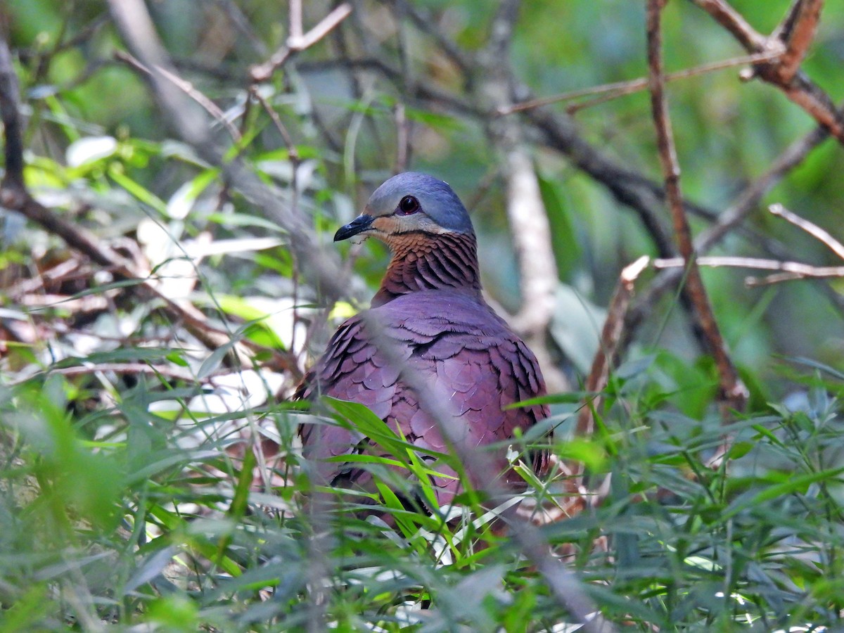 Chiriqui Quail-Dove - ML564773351