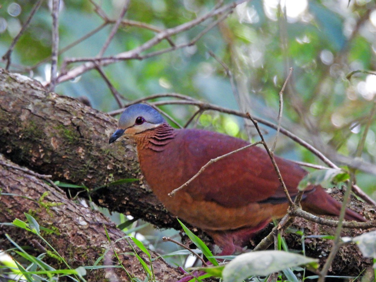 Chiriqui Quail-Dove - ML564773361