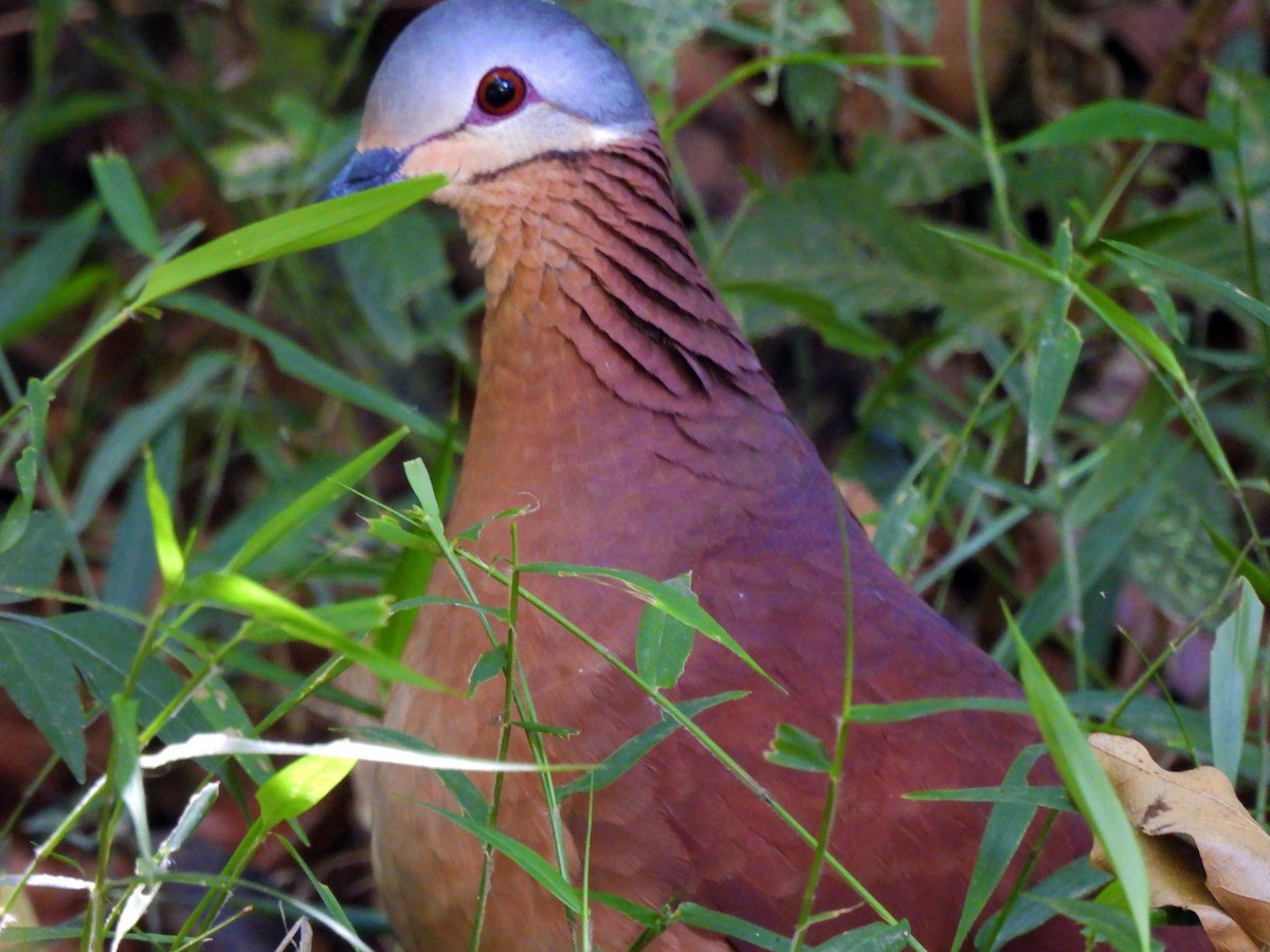 Chiriqui Quail-Dove - Marilyn Ureña