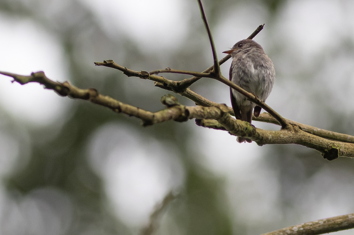 Little Flycatcher - ML564773551