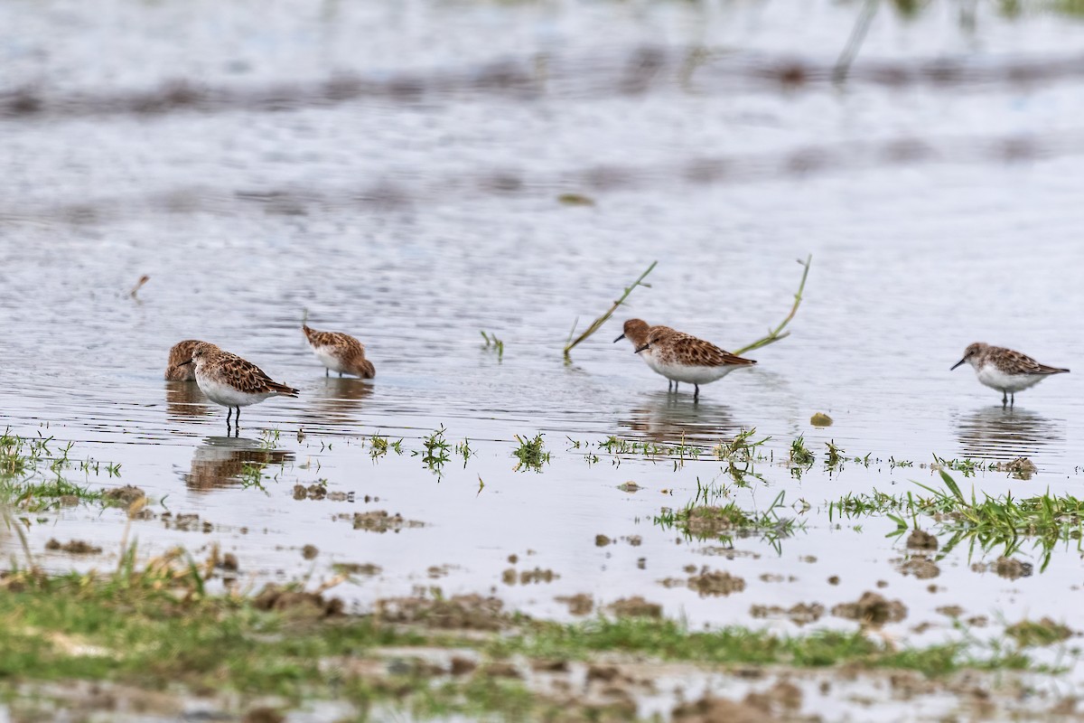 Little Stint - ML564775441