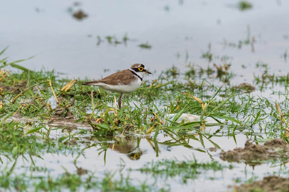 Little Ringed Plover - ML564775641