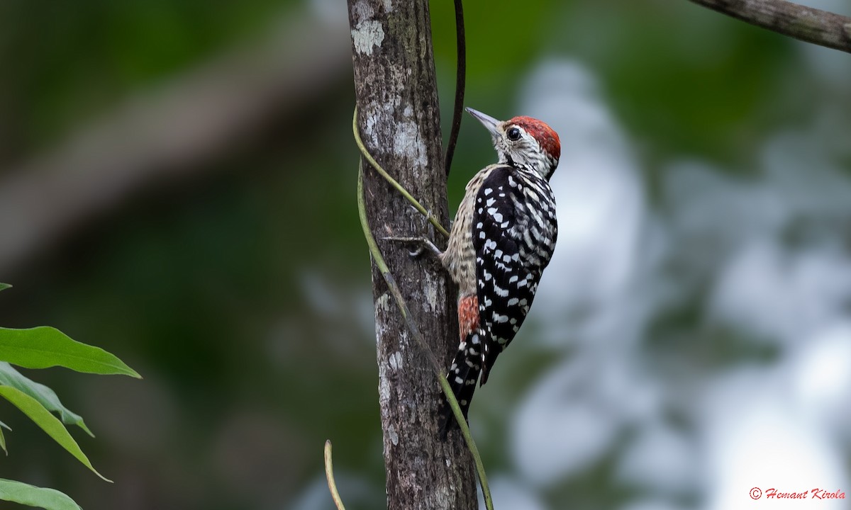 Freckle-breasted Woodpecker - Hemant Kirola