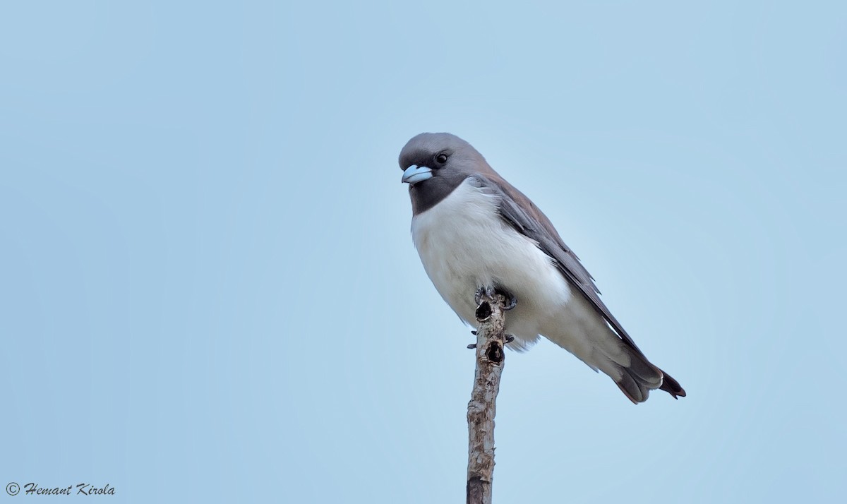 White-breasted Woodswallow - ML564777131