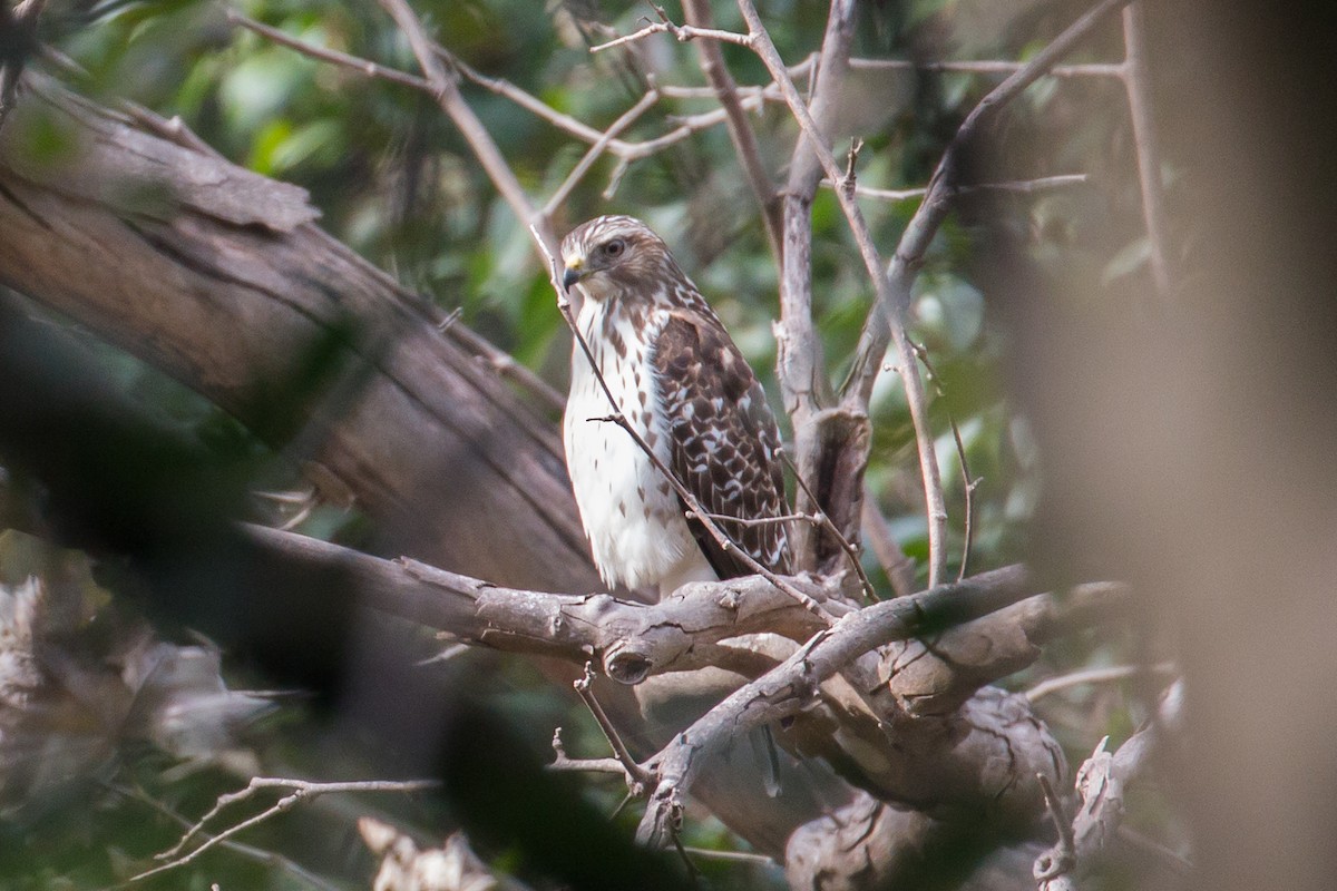 Broad-winged Hawk - Patrick Van Thull